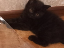 British shorthair Black