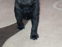 Labrador Retriever negri