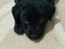 Labrador Retriever negri