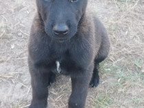 Ciobanesc belgian malinois