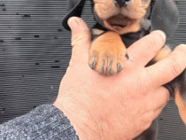 Pui Teckel băiețel cu pete de foc