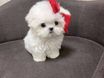 Bichon maltez mini toy