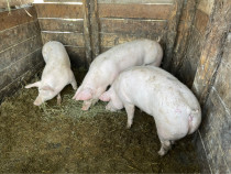 Porci și purcei din rasa landrace cu Pietrain !
