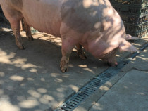 Porci pietrean belgian