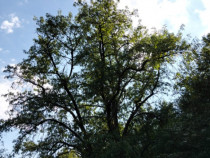 Teren suprafata 7,8 ha,zona idilica-Apuseni