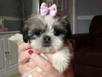 Shih-tzu talie mica