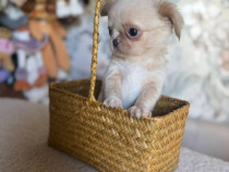 Adorabil pui de chihuahua