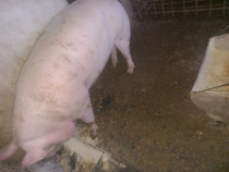 Vând porc rasa pietrean