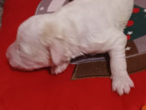 Lagotto romagnolo 9 saptamani