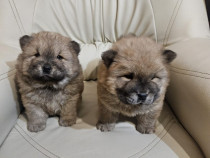 Cățeluși chow chow