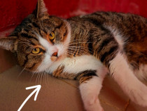 Adoptie motan castrat Nicholas