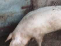 Vand porci de carne crescuti natural in gospodaria proprie