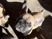 Buldog francez mascul și femela