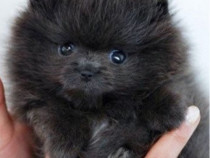 Pomeranian puppy