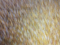 Porumb de calitate recent recoltat județul Sălaj