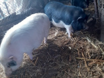 Porc vietnamez crescut la țară