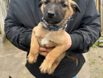 Pui Ciobanesc belgian Malinois talie mare
