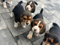 Pui de beagle tricolor