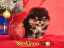 Pomeranian Boo &ndash; pui CHOCOLATE & TAN | NOU