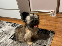 Bishon havanez femela