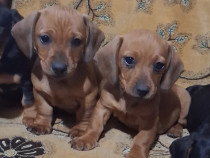 Teckel - Dorim sa fim prietenul tău adevărat!!!