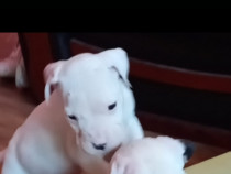 Pui dog argentinian, născuți pe 11 noiembrie.