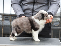Border Collie &ndash; căței