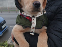 Labrador Retriever rasa pura 3 luni educat pentru apartament