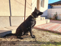 Femela Ciobanesc German cu pedigree