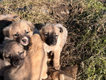 Cățeluși pentru adopție