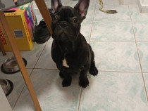 Vand pui bulldog francez