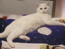 Motan British cu carnet de sanatate, vaccinat, deparazitat