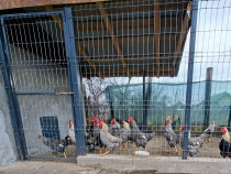 V&acirc;nd Cocoși de țară.