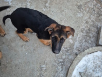 Pui Ciobănesc German cu Pedigree