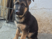 Pui de Ciobănesc German cu Pedigree