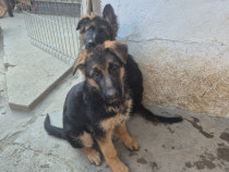 Pui Ciobănesc German cu Pedigree