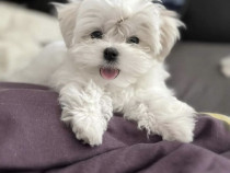 Bichon maltez mini toy