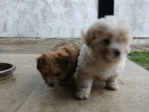 Căței bichoni foarte jucăuși de 8 săptăm&icirc;ni.