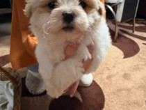 Bichon havanez bicolor