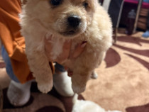 Bichon havanez bicolor