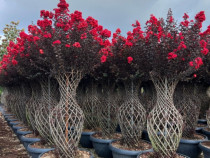 LILIAC INDIAN REZISTENT LA FRIG