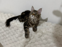 Maine coon pui superbi
