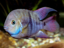 Cichlasoma sajica - direct din crescatorie