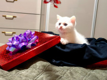 British Shorthair alb, motan cu ochi albaștri