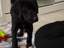 Vand Labrador mascul - 8 sapt