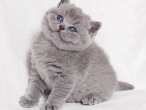 British Shorthair lila