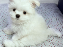 Bichon maltez mini toy
