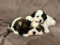 Shih Tzu cățeluși
