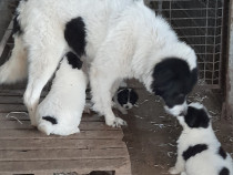 V&acirc;nd femele CRB vaccinate!