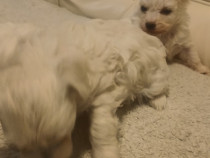 Căței bison maltez și frizee